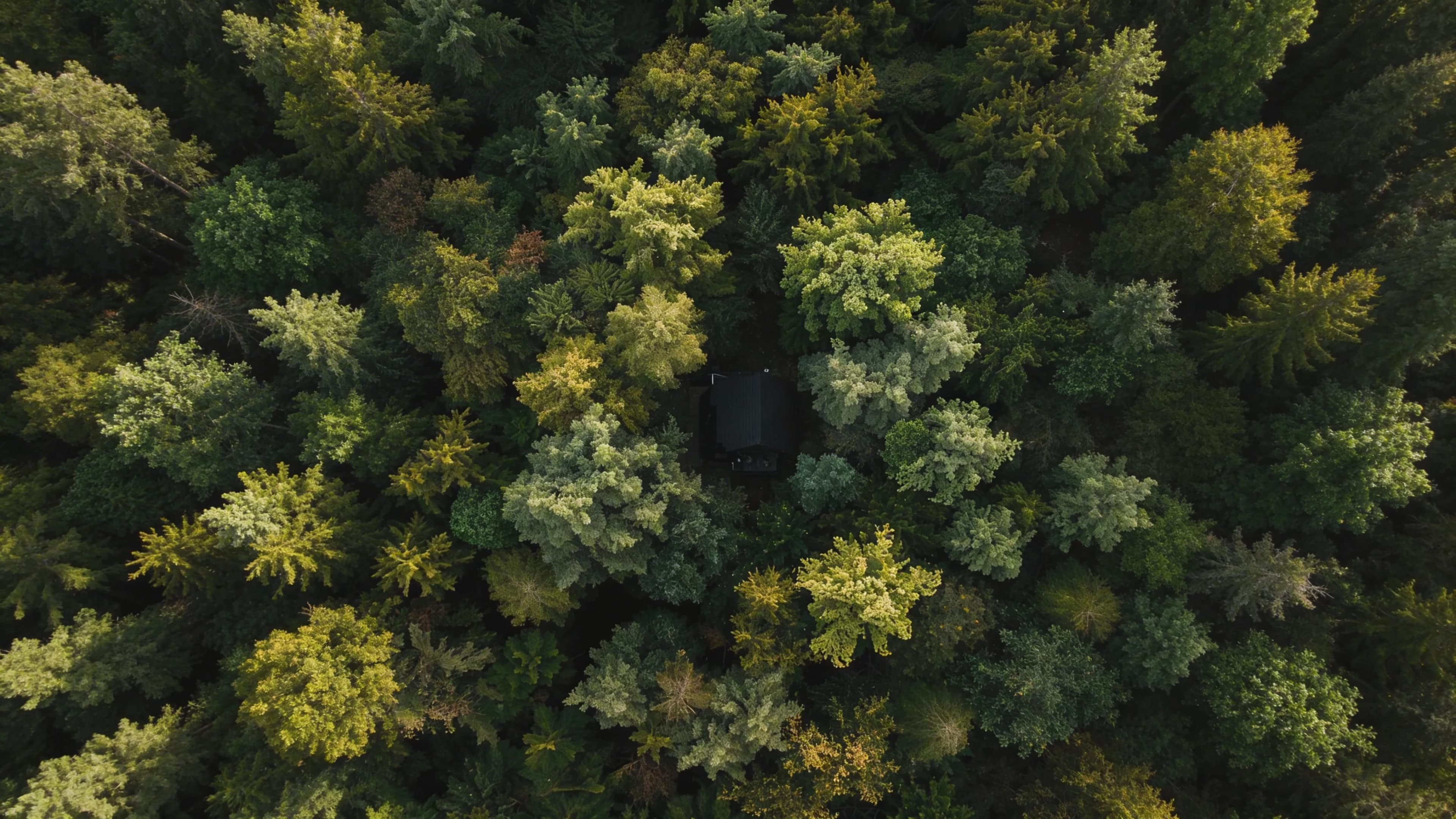 Aerial view across dense green woodland surrounding a remote forest retreat and nature-led hospitality destination — Spatial Design by Parallel Creative Agency — Kabin